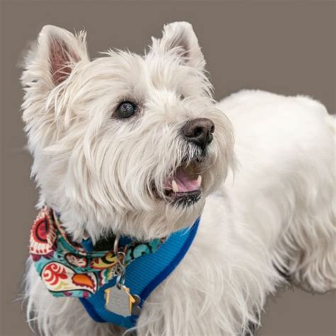 Westie Rescue USA is a national clearinghouse for all things Westie Rescue. . Westie rescue glasgow